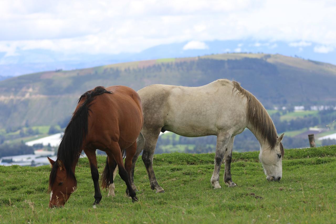 Hosteria Loma Larga Cayambe Dış mekan fotoğraf