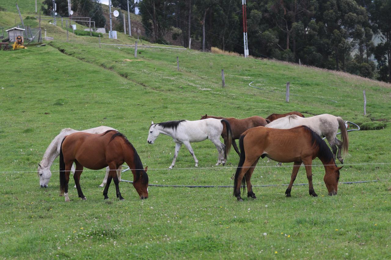 Hosteria Loma Larga Cayambe Dış mekan fotoğraf