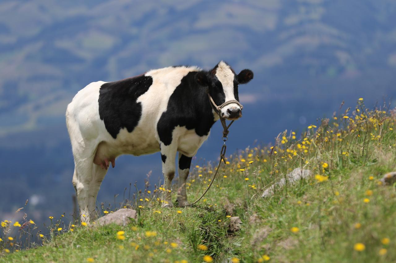 Hosteria Loma Larga Cayambe Dış mekan fotoğraf