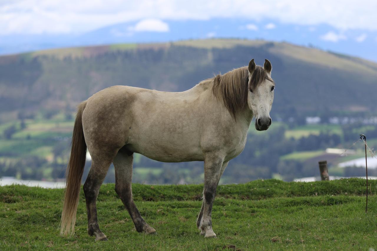 Hosteria Loma Larga Cayambe Dış mekan fotoğraf